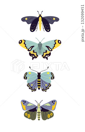Set of vector butterflies in blue tones, flat style illustration on white background	 132099451