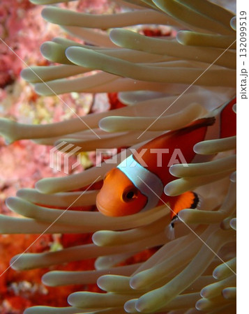 イソギンチャクに住むかわいいクマノミ 132099519