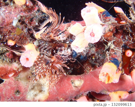 鏡のように写り分身しているかのような魚 鏡のように写り分身しているかのような魚 132099613