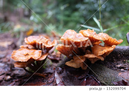 森に生えるヒメカバイロタケ 132099704