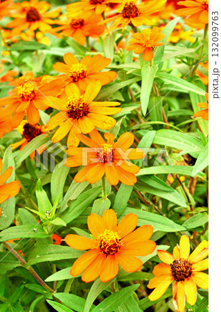 植物：ヒャクニチソウ　キク科 132099763