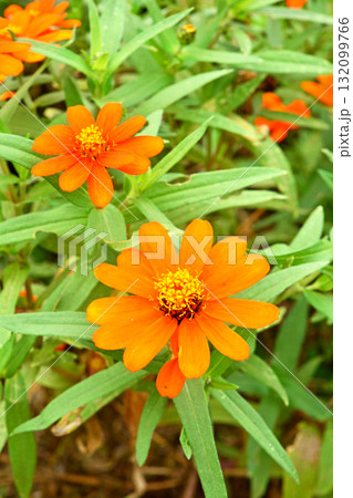 植物:ヒャクニチソウ キク科 植物:ヒャクニチソウ キク科 132099766