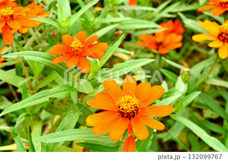 植物：ヒャクニチソウ　キク科 132099767