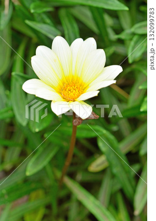 植物：ガザニア　キク科 132099783