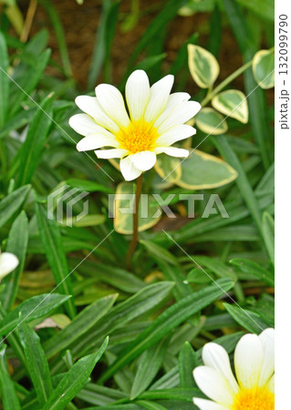 植物：ガザニア　キク科 132099790