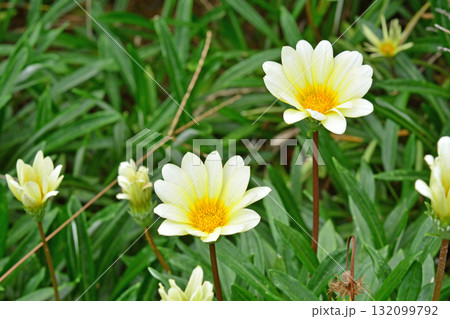 植物:ガザニア キク科 植物:ガザニア キク科 132099792