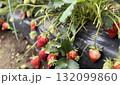 家庭菜園　イチゴ 132099860