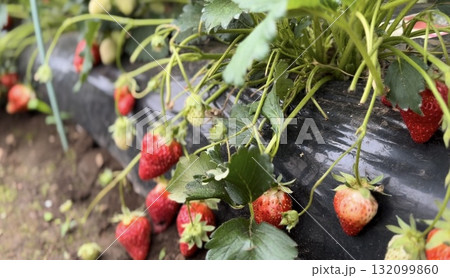 家庭菜園 イチゴ 家庭菜園 イチゴ 132099860