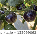 家庭菜園　ブラックトマト 132099862