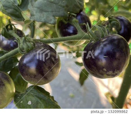 家庭菜園 ブラックトマト 家庭菜園 ブラックトマト 132099862
