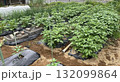 家庭菜園　ジャガイモ栽培 132099864