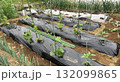 家庭菜園　マルチ栽培 132099865
