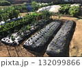 家庭菜園　マルチ栽培 132099866