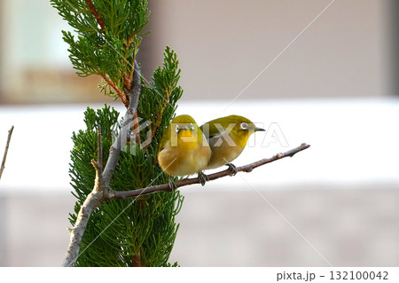 メジロ メジロ 132100042