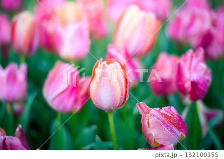 Beautiful pink tulips flower in the garden 132100155