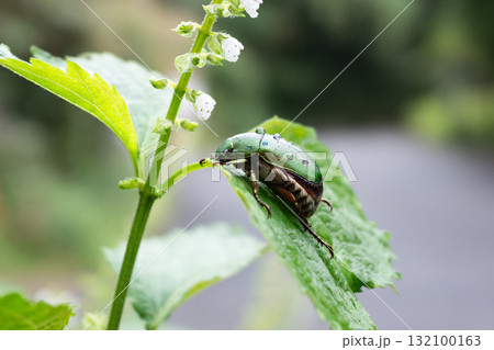 雨粒をつけたカナブンのクローズアップ 132100163