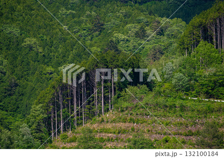 伐採するの森林 132100184