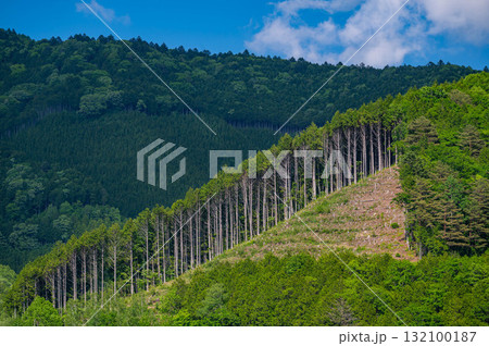 伐採するの森林 132100187