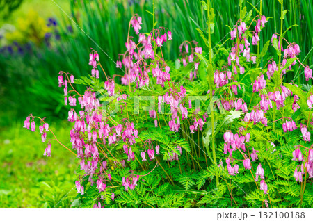 ハナケマンソウ 132100188