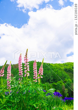 あやめ公園に咲くルビナス　 132100189