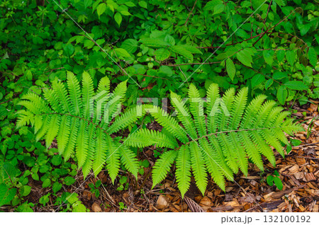 シダ植物 シダ植物 132100192