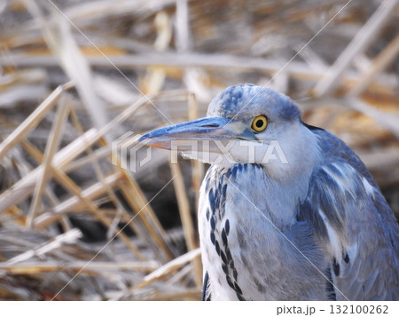 アオサギ 132100262