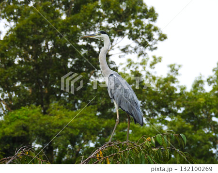アオサギ アオサギ 132100269