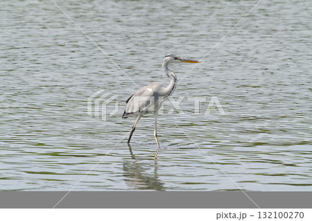 アオサギ 132100270