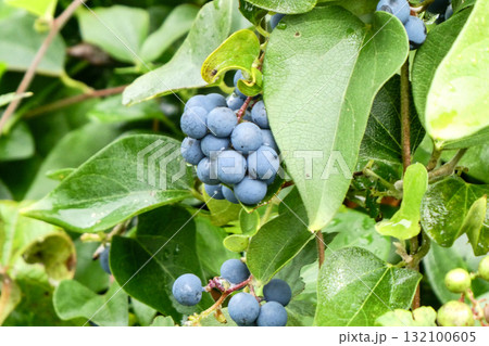 ぶどうにそっくりの実だが食べると猛毒のアオツズラフジの実 132100605