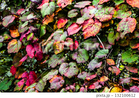 山葡萄の葉が色づく山形県笹谷峠 132100612