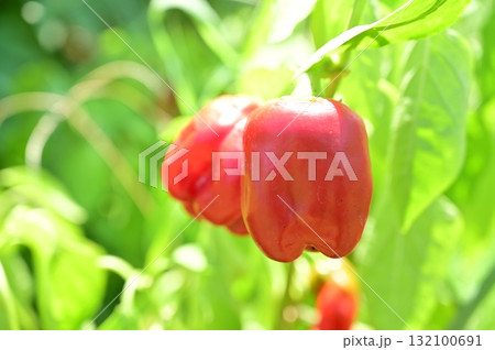 完熟した赤ピーマン（ナス科・トウガラシ属） 132100691