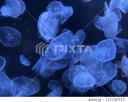 ミズクラゲ 132100715