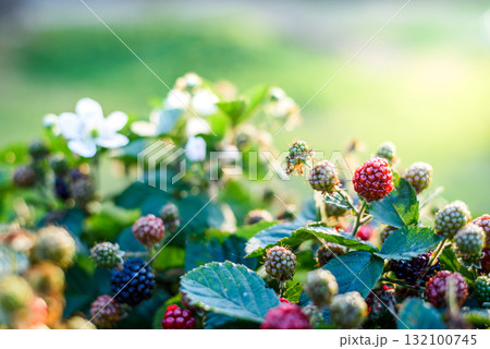 woman hands picking blackberry and raspberry in the garden woman hands picking blackberry and raspberry in the garden 132100745
