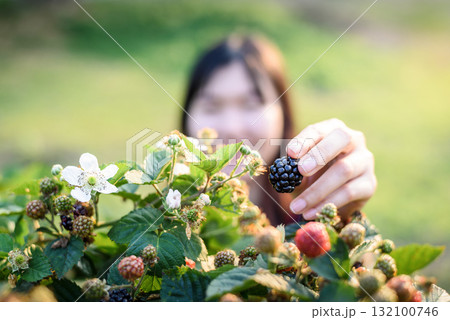 woman hands picking blackberry and raspberry in the garden woman hands picking blackberry and raspberry in the garden 132100746