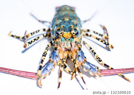 close up rainbow lobster or phuket lobster isolated on white background close up rainbow lobster or phuket lobster isolated on white background 132100810
