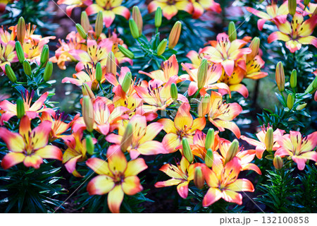 colorful lily flower blooming in the garden at sunrise 132100858