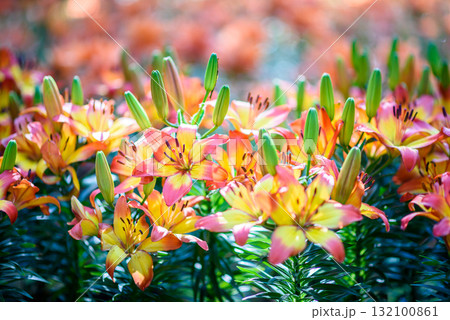 colorful lily flower blooming in the garden at sunrise colorful lily flower blooming in the garden at sunrise 132100861