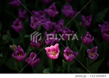 Beautiful  purple pink tulips flower in the garden at morning with sunlight 132100864