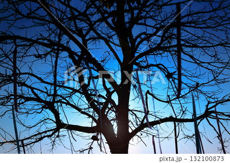 silhouette blur of tree in wedding ceremony event in garden at sunset silhouette blur of tree in wedding ceremony event in garden at sunset 132100873
