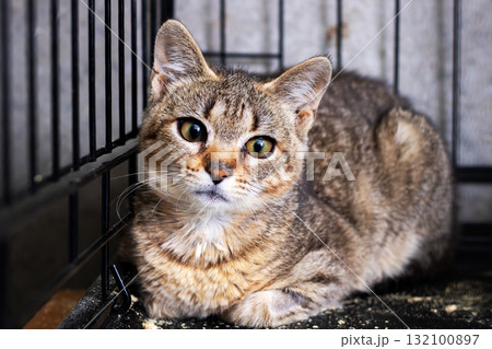 Tabby Cat in Shelter Cage Close-Up Portrait of a Domestic Feline Tabby Cat in Shelter Cage Close-Up Portrait of a Domestic Feline 132100897