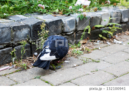 An urban pigeon is foraging on the pavement close to a stone wall An urban pigeon is foraging on the pavement close to a stone wall 132100941