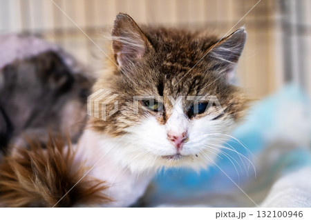 Close-Up Portrait of a Fluffy Brown-and-White Cat Resting Indoors 132100946