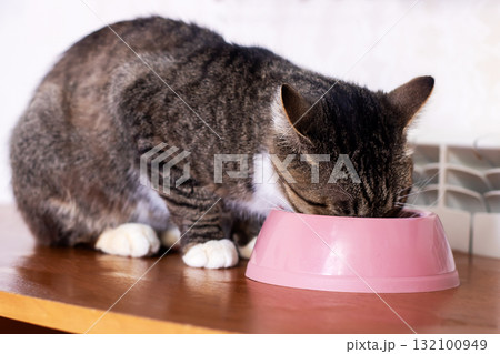 Tabby Cat Eating from Pink Bowl on Wooden Table CloseUp Tabby Cat Eating from Pink Bowl on Wooden Table CloseUp 132100949