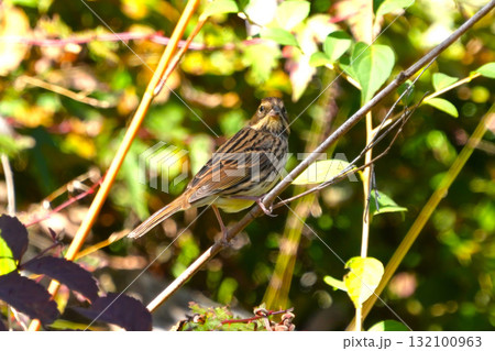 ホオジロ ホオジロ 132100963