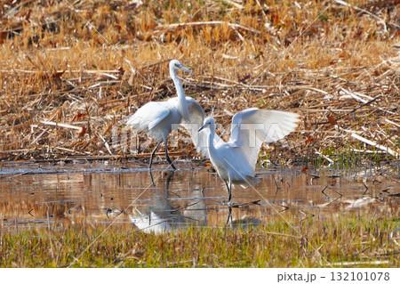 サギ サギ 132101078