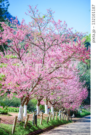 Spring Cherry Blossom Path through a beautiful road , Chiang mai , Thailand 132101187