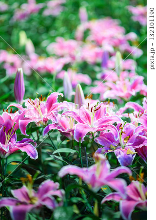 pink lily flower blooming in the garden at sunrise pink lily flower blooming in the garden at sunrise 132101190
