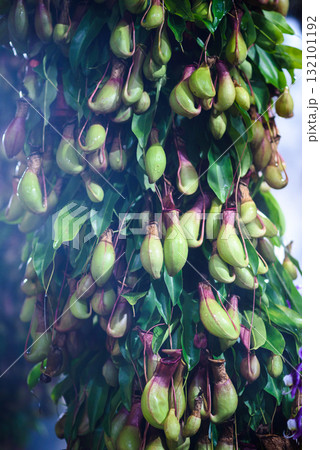 Tropical Nepenthes or pitcher plants on tree in rainforest , Exotic flower plant Tropical Nepenthes or pitcher plants on tree in rainforest , Exotic flower plant 132101192
