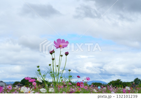 雲に覆われた空に向かって伸びるピンク色のコスモスの花びら 雲に覆われた空に向かって伸びるピンク色のコスモスの花びら 132101239