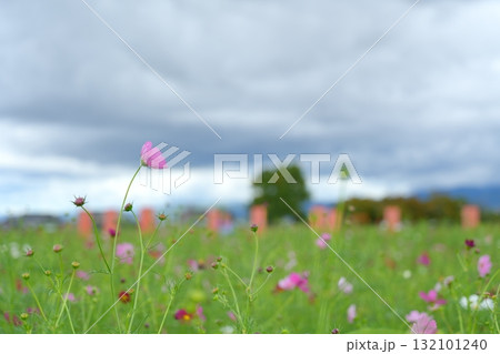 どんよりと曇った空に向かって伸びるピンク色のコスモスの花と藤原宮跡の門跡の柱 132101240